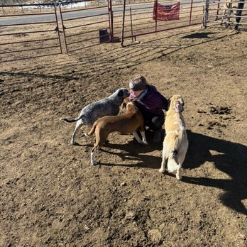 Roadrunner Tours - Ranch dogs - Tours Near Me - Angel Fire, New Mexico