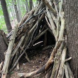 Moseley Woods
