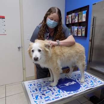 VCA Ormond Beach Animal Hospital - Veterinarians Near Me - Ormond Beach, Florida VCA Ormond Beach Animal Hospital - Veterinarians Near Me - Ormond Beach, Florida