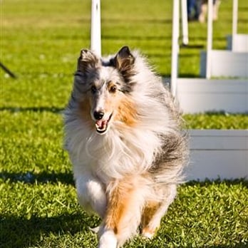 K9 Kelts Dog Training - Patrick, a Sheltie at a Flyball Tournament - Pet Training Near Me - Anderson, California K9 Kelts Dog Training - Patrick, a Sheltie at a Flyball Tournament - Pet Training Near Me - Anderson, California