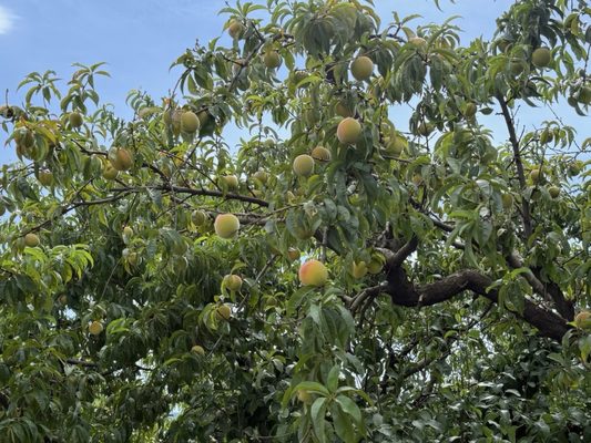 Grateful Vineyard by null