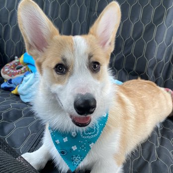 Healthy Spot - Pasadena - Corgi after grooming with bandana - Pet Groomers Near Me - Pasadena, California