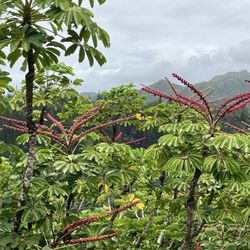 Kaipapau-Koloa Loop