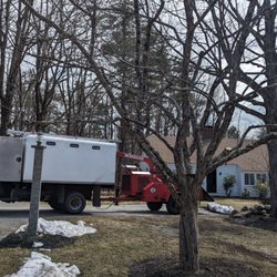 Apical Arboriculture