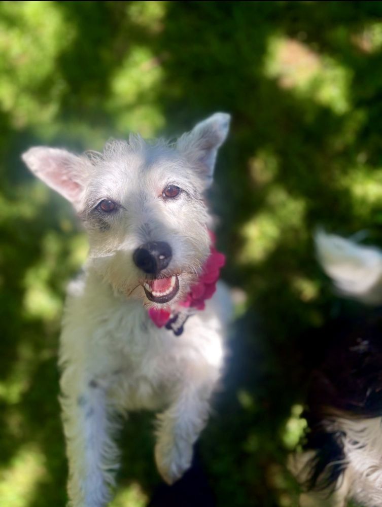 Gertie's Doghouse - pet boarding facility in Oklahoma City, OK