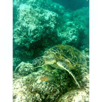 Na Pali Experience - Snorkeling with sea turtles - Boating Near Me - Kekaha, Hawaii Na Pali Experience - Snorkeling with sea turtles - Boating Near Me - Kekaha, Hawaii