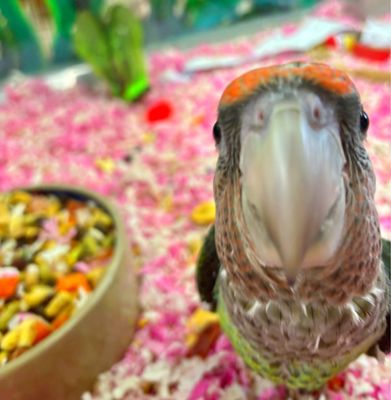 BIRD PARADISE - Updated January 2025 - 47 Photos & 61 Reviews - 551 E