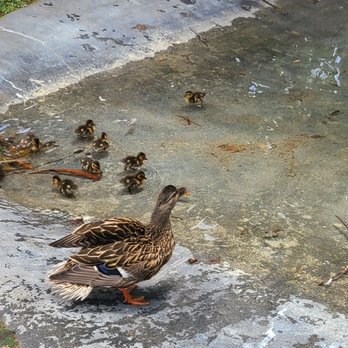 Bahia Resort Hotel - Ducks - San Diego, CA