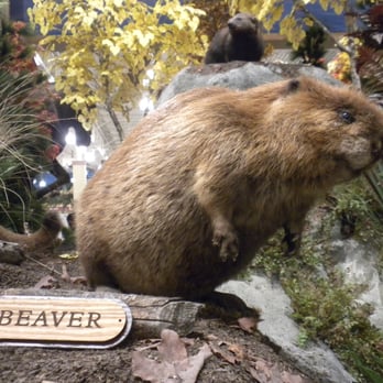 Cabela's - Beaver - Outdoor Gear Near Me - Tulalip, Washington