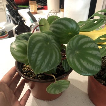 Fresh Indoor Plants - Indoor Landscaping Near Me - Ontario, California