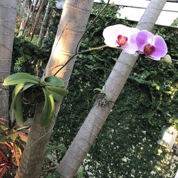 Almond Tree Inn - Orchids attached to the palm trees - Hotels Near Me - Key West, Florida