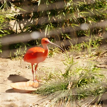 Micke Grove Zoo - Scarlet Ibis~ I fell in love with this bird.  The color is indescribable. - Zoos Near Me - Lodi, California