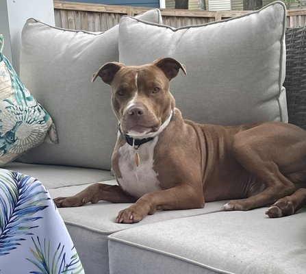 Charleston Animal Society by null