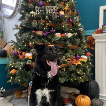 A Barkery Unleashed - They have an amazing Halloween setup perfect for photos! - Pet Services Near Me - Marysville, Washington A Barkery Unleashed - They have an amazing Halloween setup perfect for photos! - Pet Services Near Me - Marysville, Washington