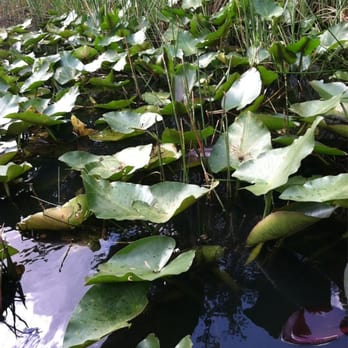 gator park - Boat Tours Near Me - Miami, Florida gator park - Boat Tours Near Me - Miami, Florida