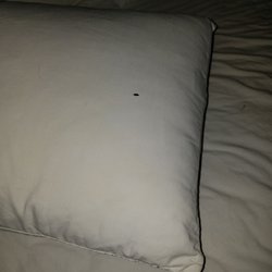 Ripple River Motel & Rv Park - Bedbug