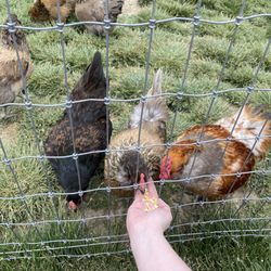 Battlefield Lavender - Don't forget to say hi to "Kyle" the rooster!