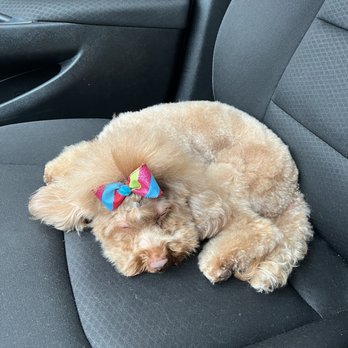 Bark & Bath Pet Salon - Cinnamon on the car ride home. - Pet Groomers Near Me - Lusby, Maryland