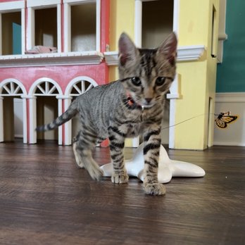 The Witty Whisker Cat Cafe - Themed Cafes Near Me - St. Augustine, Florida The Witty Whisker Cat Cafe - Themed Cafes Near Me - St. Augustine, Florida