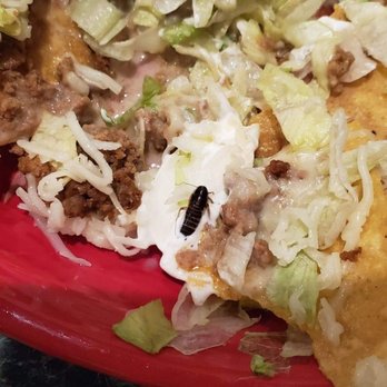 San Jose Mexican Restaurant - Bugs!!! - Mexican Near Me - Columbia, South Carolina San Jose Mexican Restaurant - Bugs!!! - Mexican Near Me - Columbia, South Carolina