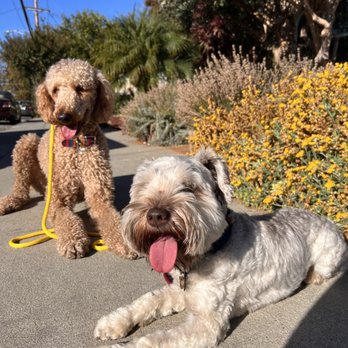 Wag And Paw Training - Pet Training Near Me Wag And Paw Training - Pet Training Near Me