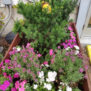 The Elm Cafe - Lovely garden in patio area...dog friendly. - Cafes Near Me - Kingston, Ontario