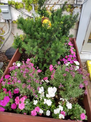 The Elm Cafe by null