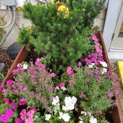 The Elm Cafe - Lovely garden in patio area...dog friendly.
