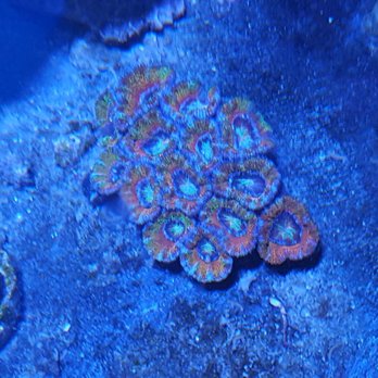 Blue Thumb Chicago - Ultra Acan coral - Aquarium Services Near Me