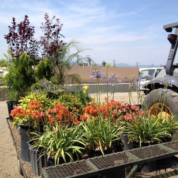 Starline Nursery Company - Thanks for loaning our school the plants year after year! Much appreciated by the entire community! - Nurseries & Gardening Near Me - La Puente, California Starline Nursery Company - Thanks for loaning our school the plants year after year! Much appreciated by the entire community! - Nurseries & Gardening Near Me - La Puente, California