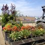 Photo of Starline Nursery Company