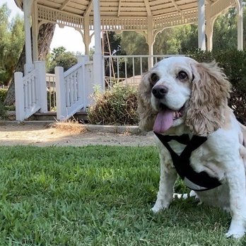 Petco - Best Pup Rory! - Pet Training Near Me - Mira Loma, California Petco - Best Pup Rory! - Pet Training Near Me - Mira Loma, California