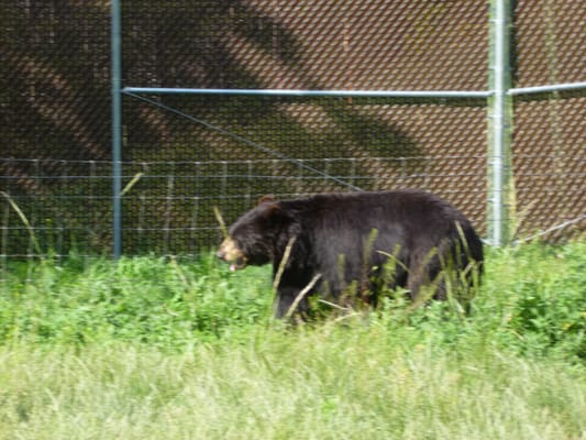 Bear Country USA by null