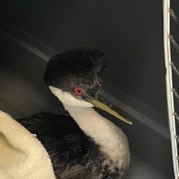 Western Grebe I named Bob Western Grebe I named Bob