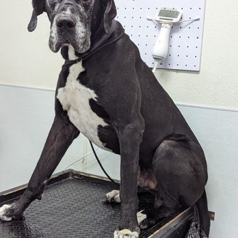 Barkzone- Bethany - Pet Groomers Near Me - Beaverton, Oregon