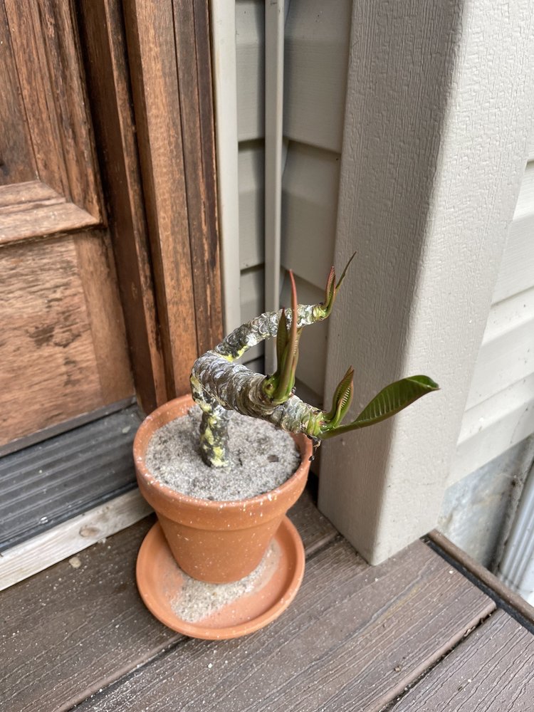 JUST PLUMERIAS Updated September 2024 52 Photos 1672 Marketplace