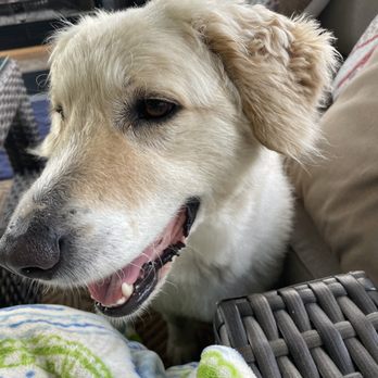 Canine Time - Happy Girl! - Pet Sitting Near Me - White Plains, New York Canine Time - Happy Girl! - Pet Sitting Near Me - White Plains, New York