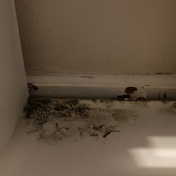 Youle Realty - Mold found on children's toy shelf in basement due to leaking foundation - Property Management Near Me - Fort Collins, Colorado Youle Realty - Mold found on children's toy shelf in basement due to leaking foundation - Property Management Near Me - Fort Collins, Colorado