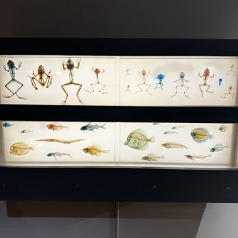 KU Natural History Museum - Museums Near Me - Lawrence, Kansas KU Natural History Museum - Museums Near Me - Lawrence, Kansas