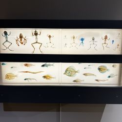 KU Natural History Museum