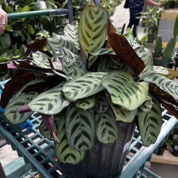 Green Acres Nursery & Supply - Nurseries & Gardening Near Me - Irving, Texas