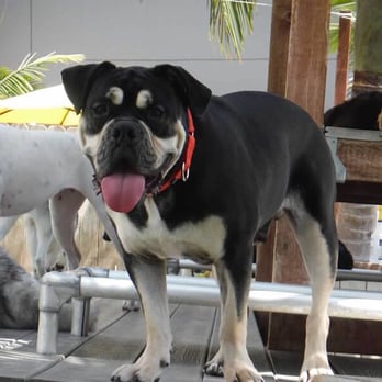 Dr. Boyd's Pet Resort - Cujo chillin' in the dog yard. - Pet Sitting Near Me - San Diego, California Dr. Boyd's Pet Resort - Cujo chillin' in the dog yard. - Pet Sitting Near Me - San Diego, California