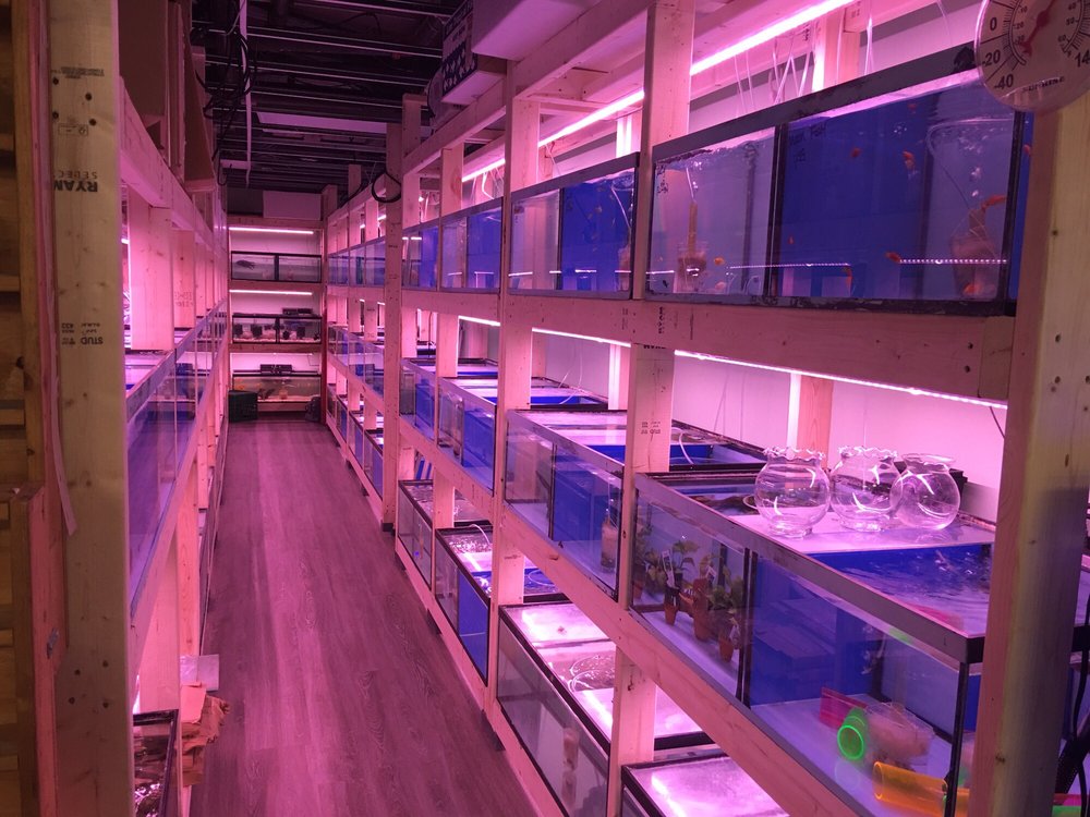 DOWNTOWN PETS & AQUARIUM 33 Photos & 19 Reviews 222 Spadina Avenue