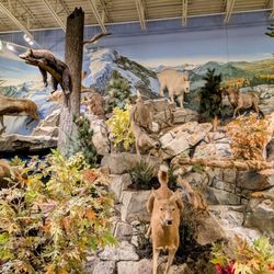 Cabelas