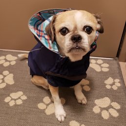 Rainwear by GF Pet! Rainwear by GF Pet!