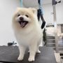 Photo of Honey Pet Grooming