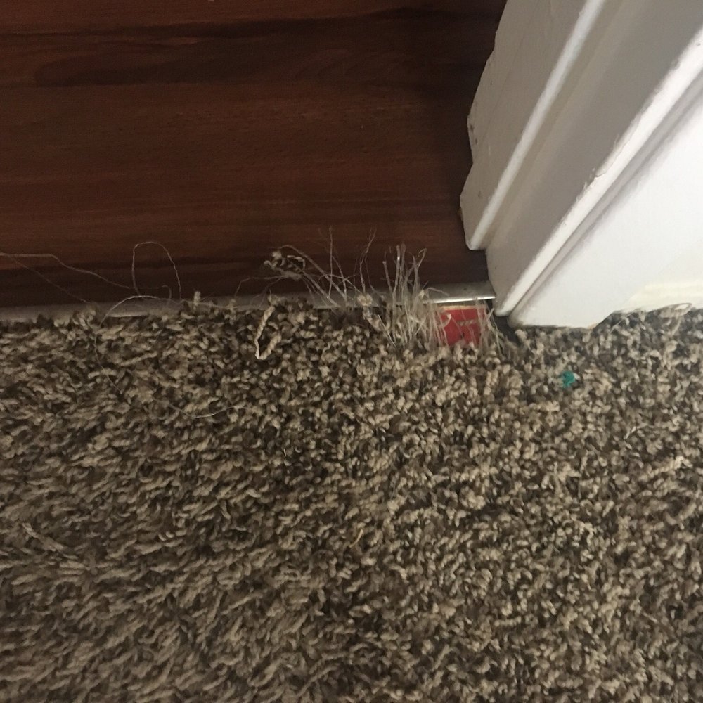 Cisco Steam Clean - Damaged corner from cat clawing - Carpet Cleaning Near Me - San Tan Valley, Arizona Cisco Steam Clean - Damaged corner from cat clawing - Carpet Cleaning Near Me - San Tan Valley, Arizona
