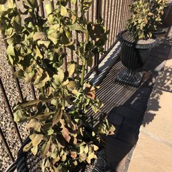 Steve Allen Landscaping
