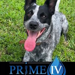 Prime IV Hydration & Wellness - Our spa dog Pepper