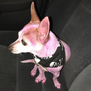 Shampooch Dog Spaw - Pet Groomers Near Me - Phoenix, Arizona